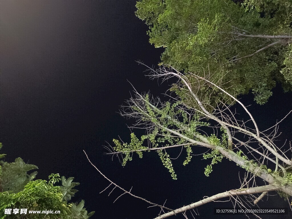 俯瞰林間枯樹與茂密植被