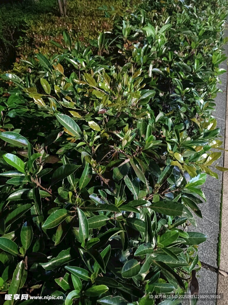 路邊翠綠繁茂的灌木叢