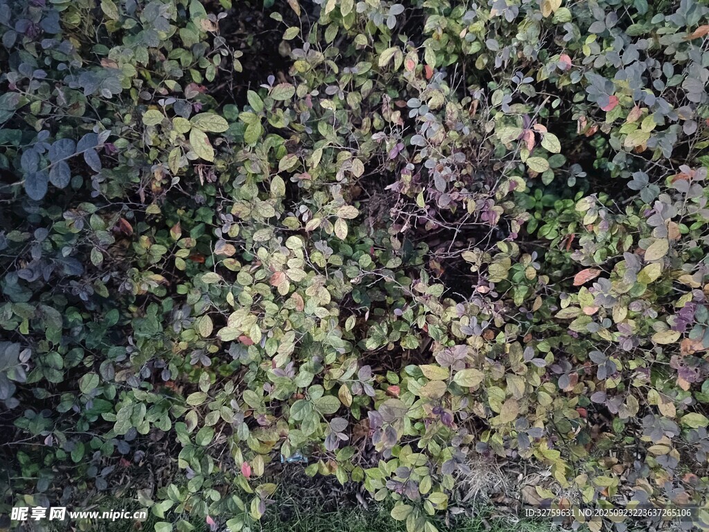 綠葉覆蓋的地面景象
