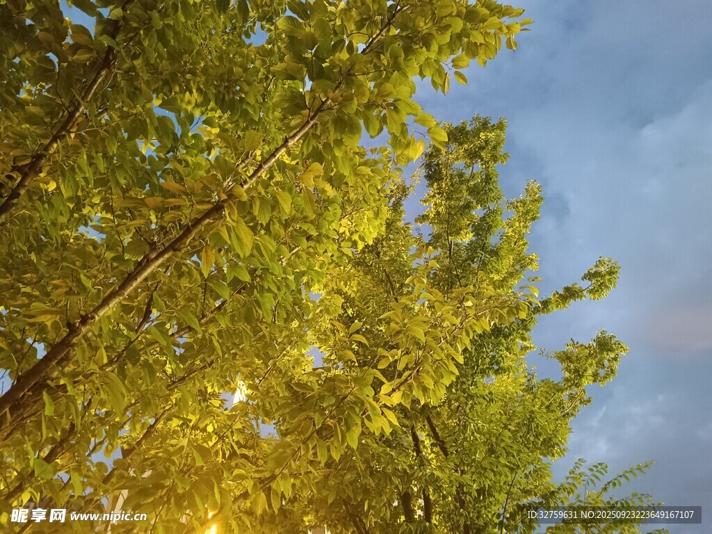 陽光下的蔥郁樹木