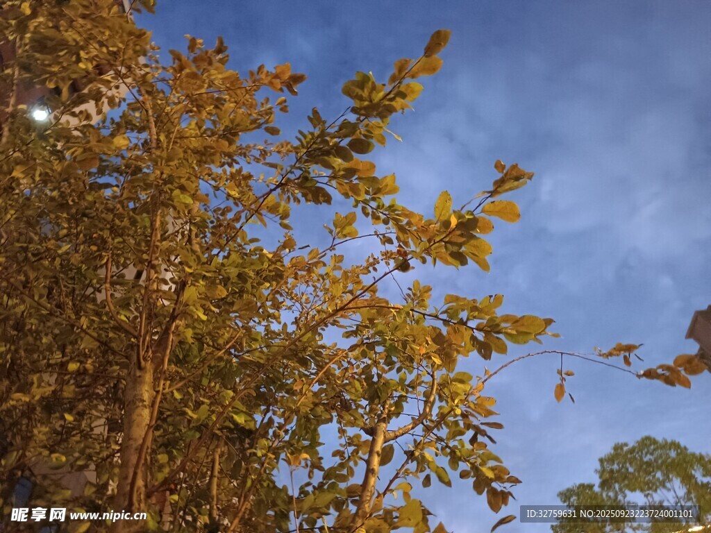 秋日樹梢映藍天