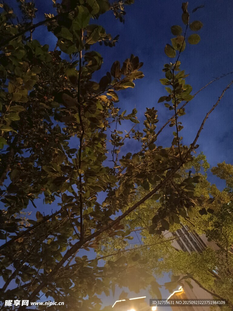 夜幕下的樹木與城市燈光