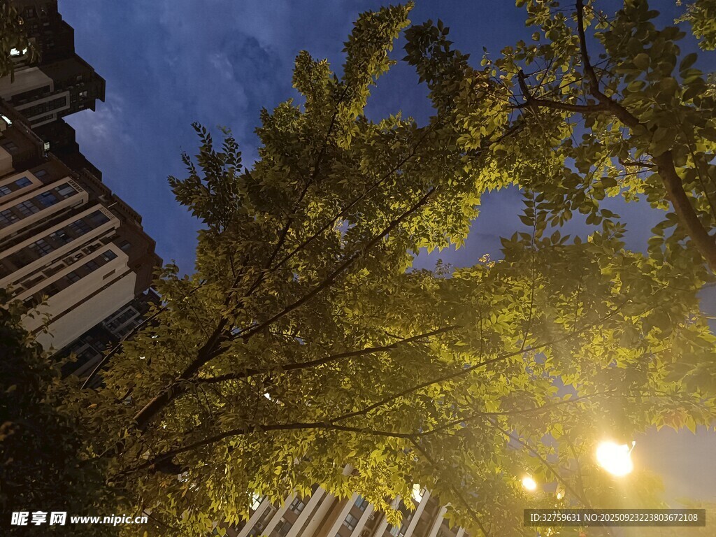 夜幕下的樹木與燈光