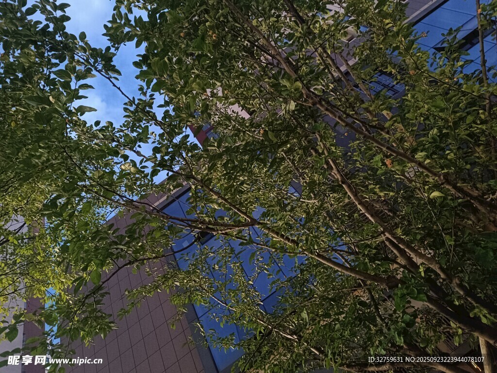 透過綠樹望高樓