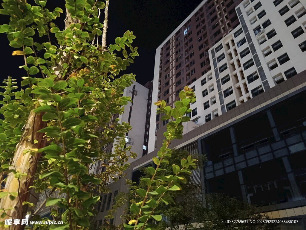 城市夜景中的蔥郁綠植