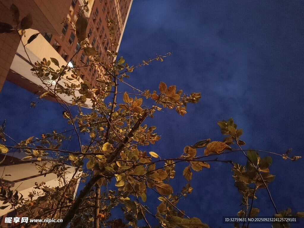 夜空下的樹木與建筑物