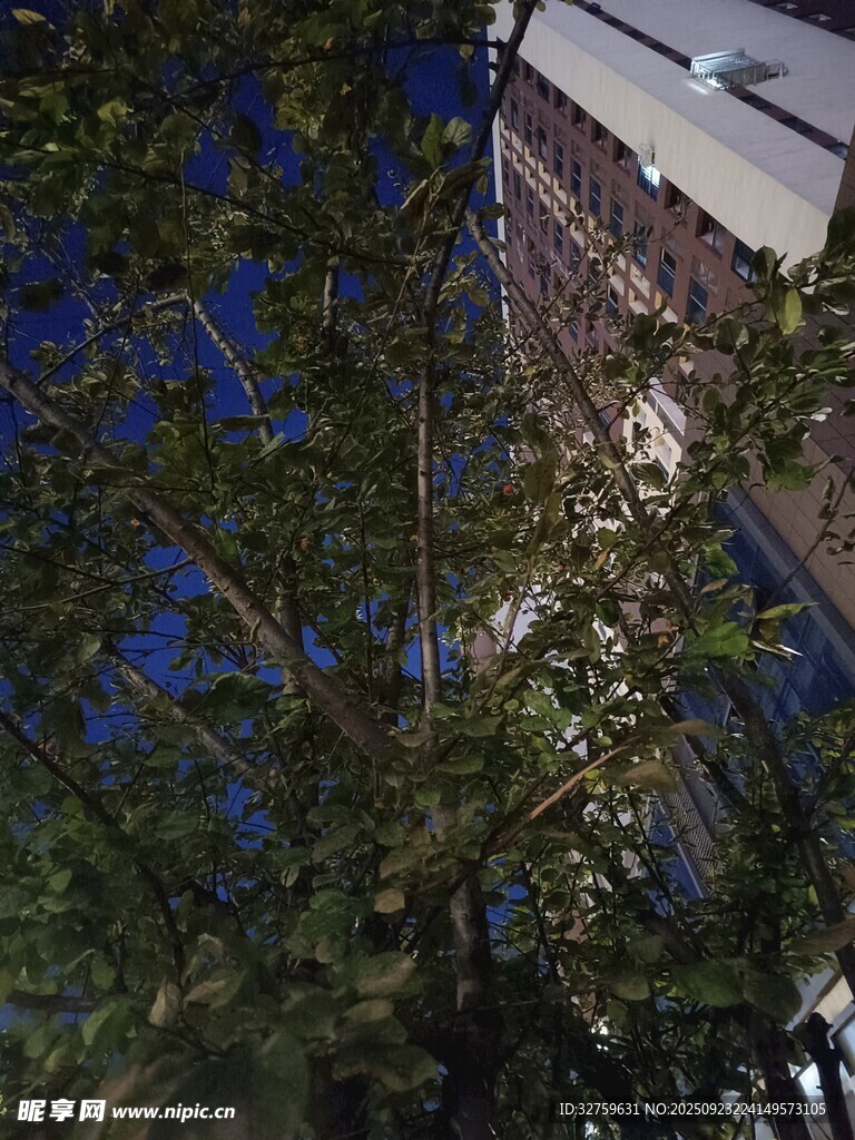 夜幕下的樹(shù)木與高樓