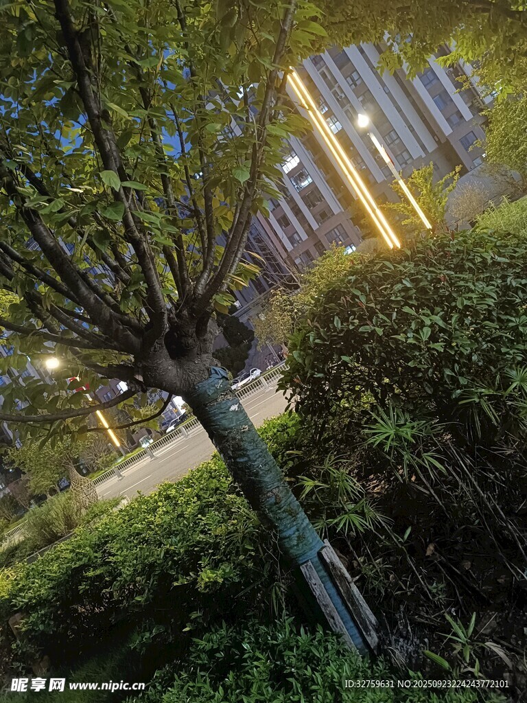 夜晚街邊傾斜樹(shù)木與綠植