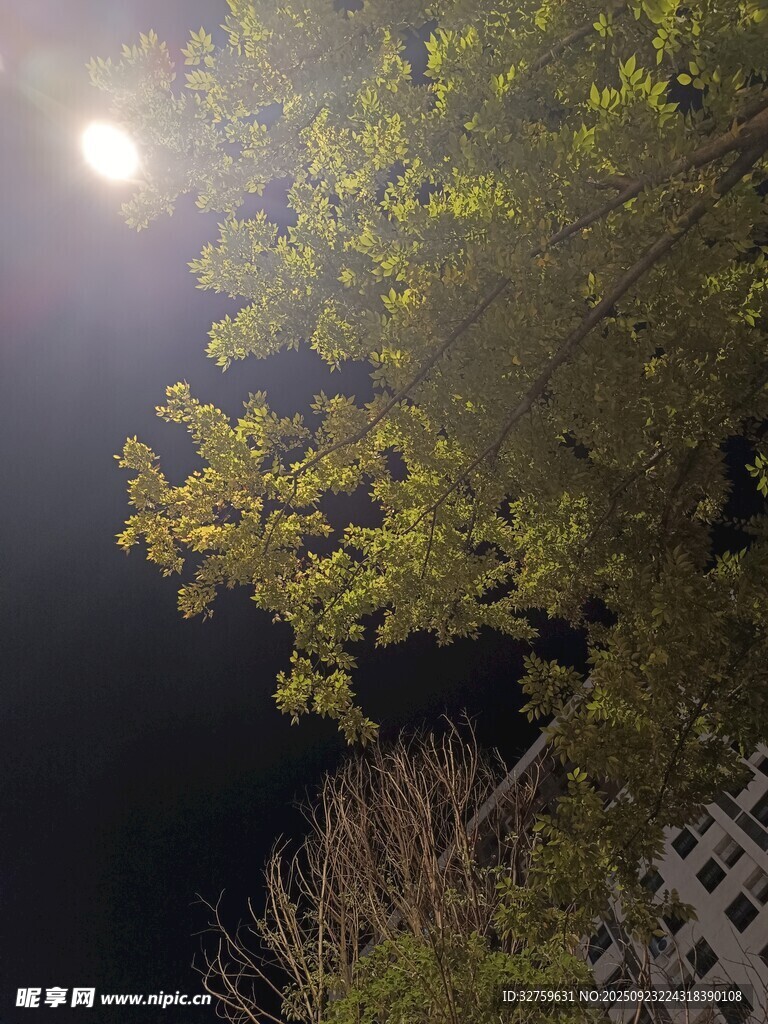 月光下的樹梢夜景