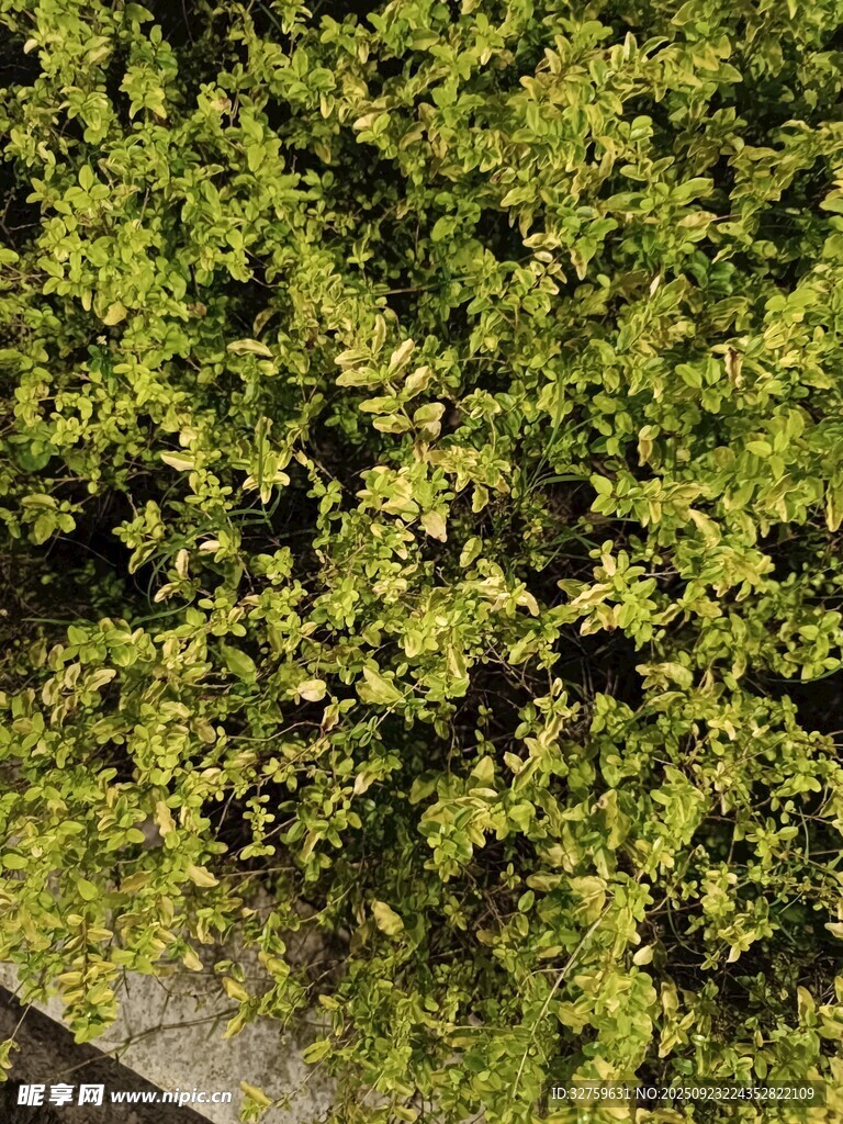 翠綠繁茂的灌木叢