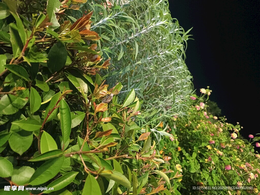夜間綠植景觀
