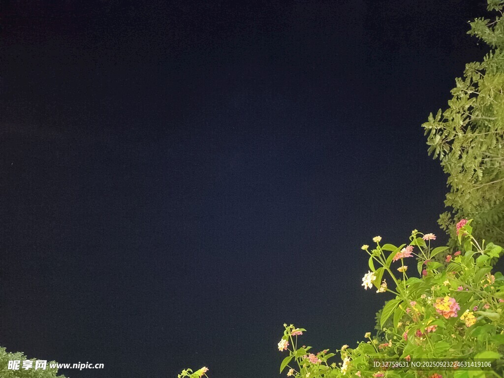 夜幕下的綠植景觀