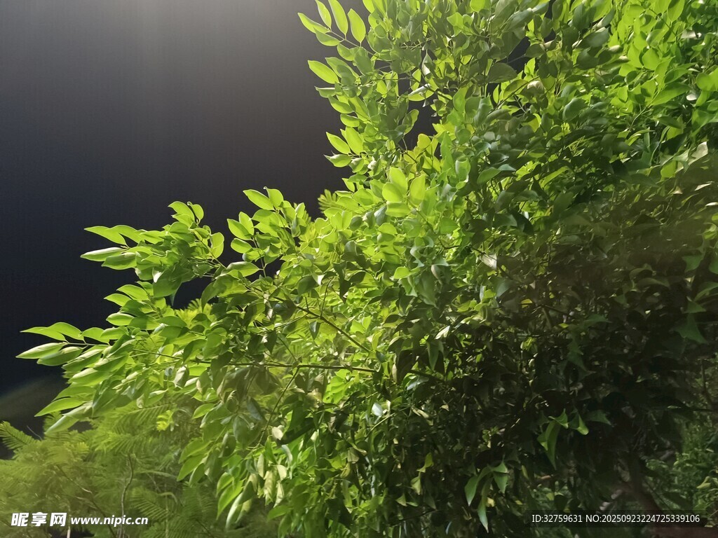陽光下的翠綠植物