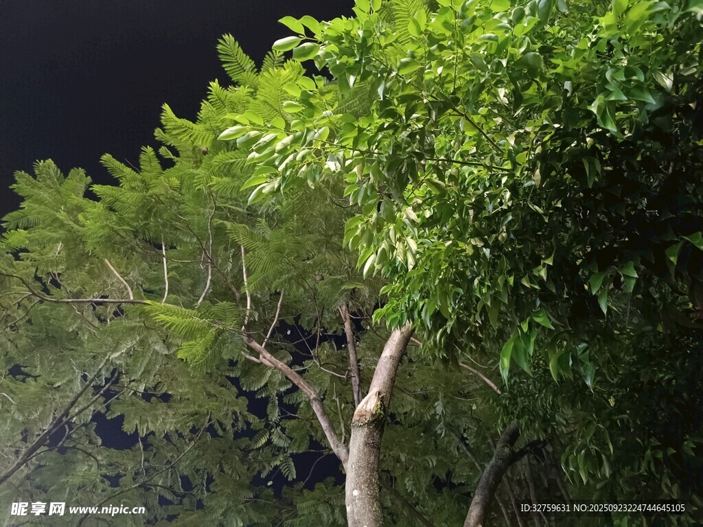 夜晚中的蔥郁樹木