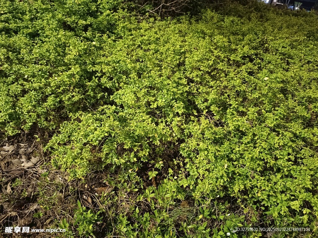 嫩綠植物覆蓋的地面