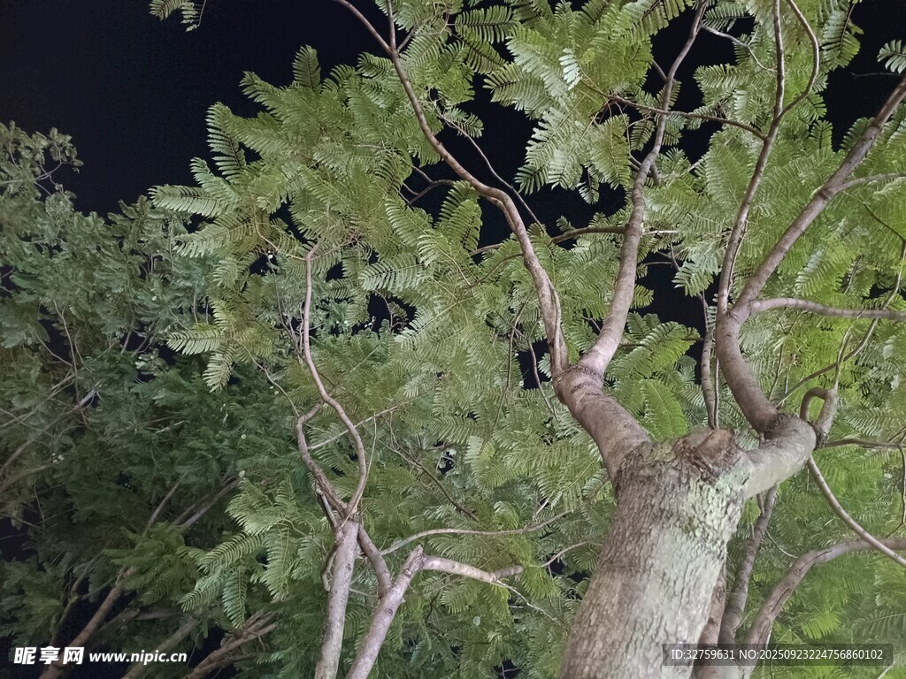 夜間繁茂樹(shù)木仰視景象