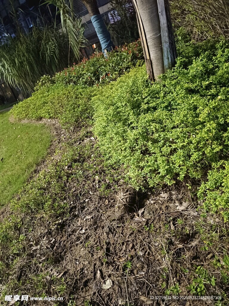戶外綠植旁的泥土小徑