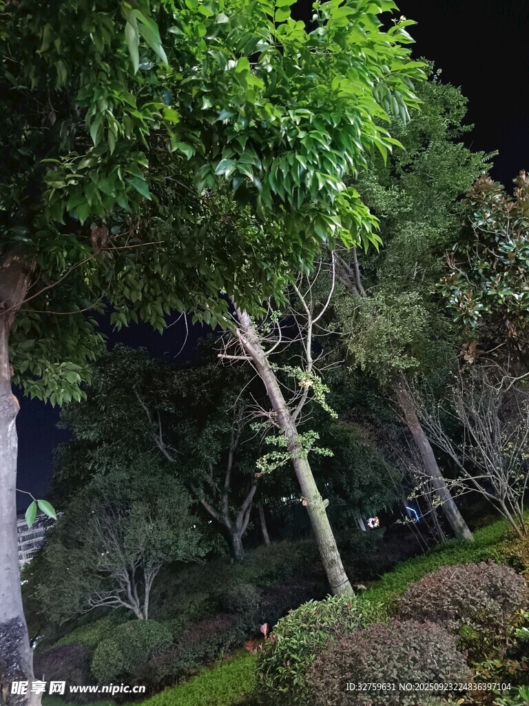 山林中被綁縛的樹木