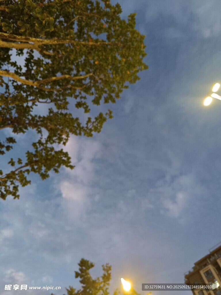 黃昏下的樹梢與天空光影