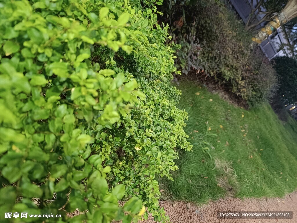 綠意盎然的戶外植物景觀