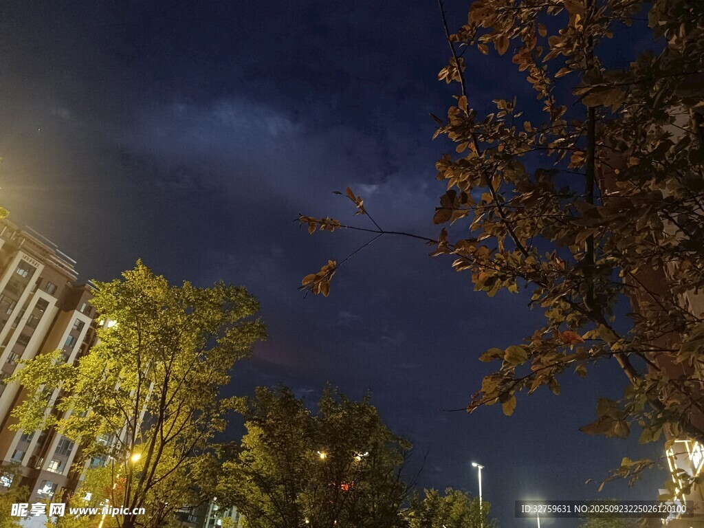 城市夜景中的樹木與燈光