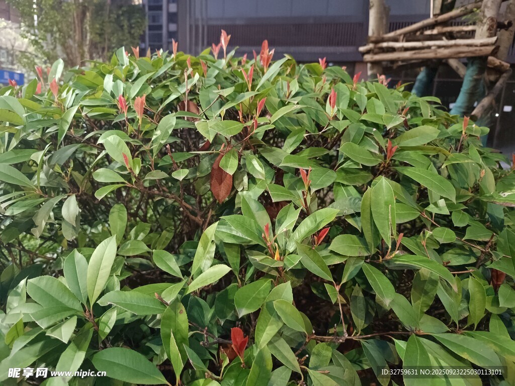 綠葉間的紅果植物景觀