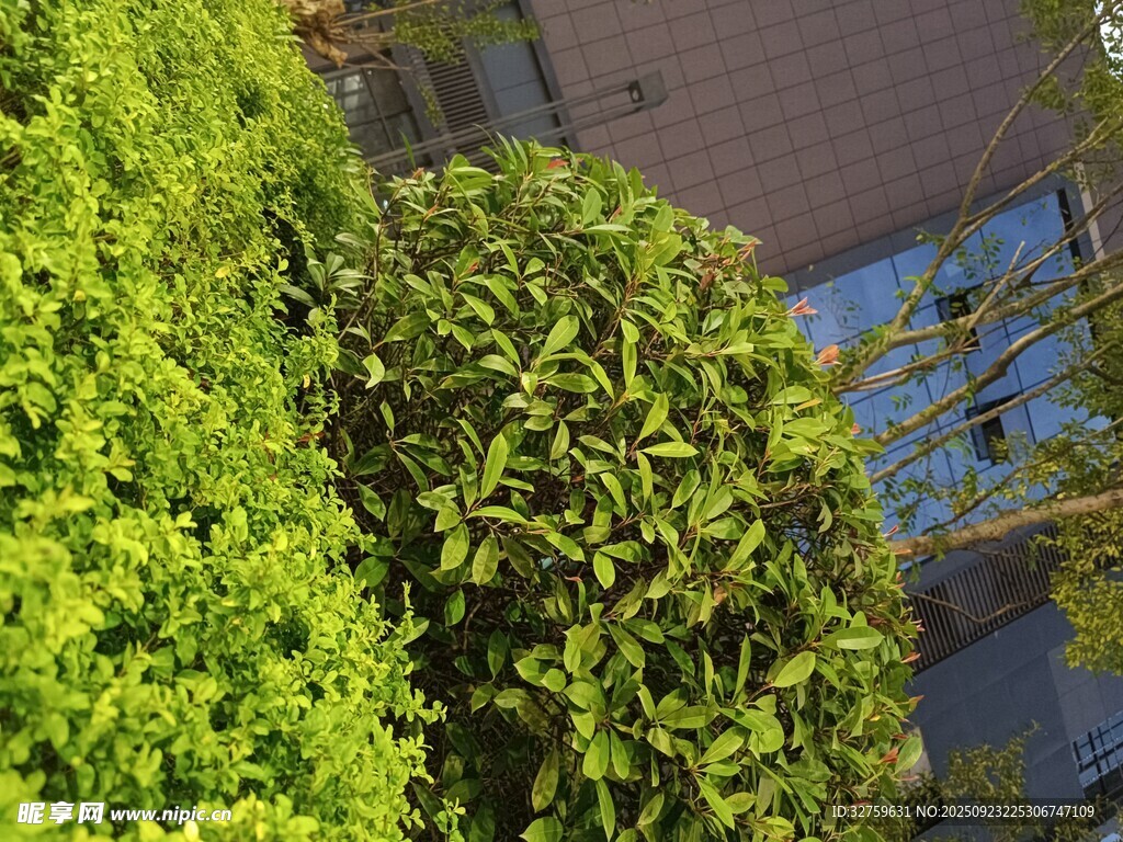 綠意盎然的戶(hù)外植物景觀