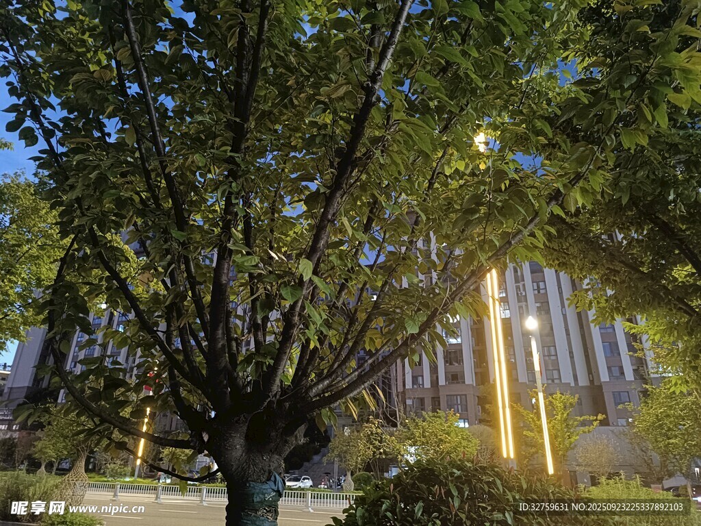 陽光下繁茂樹木與建筑