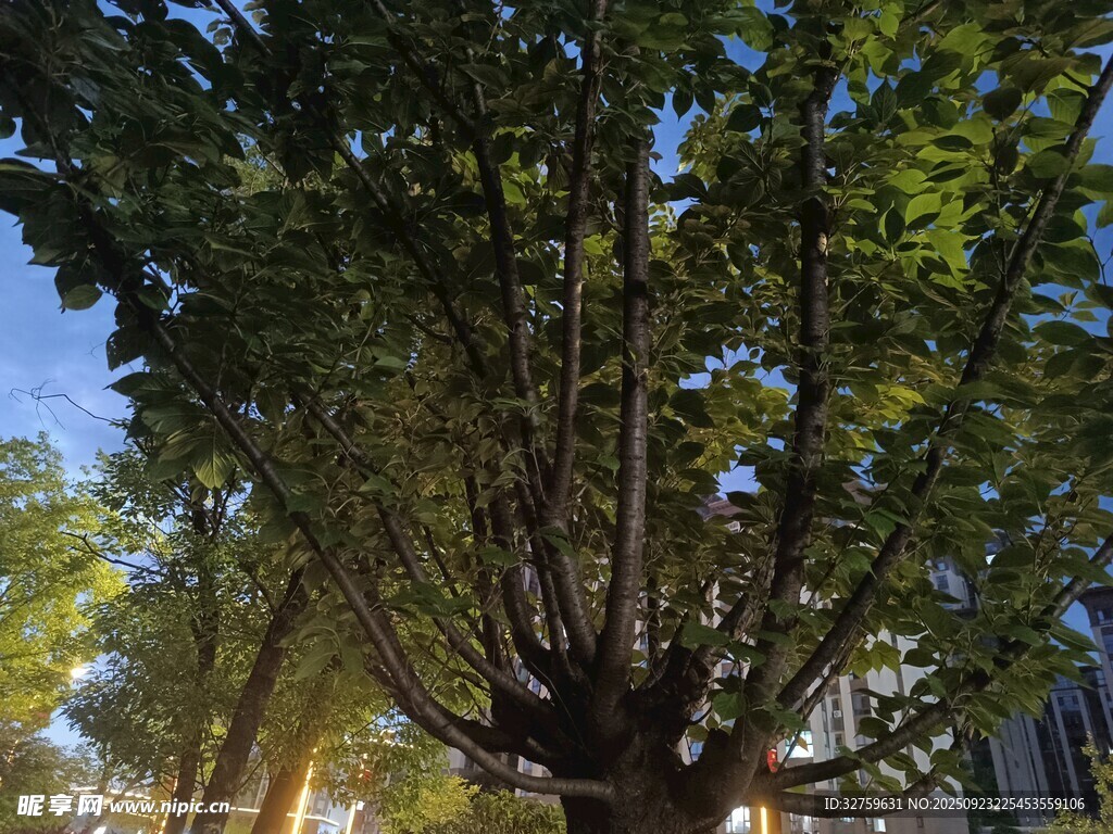 仰視下的繁茂樹冠