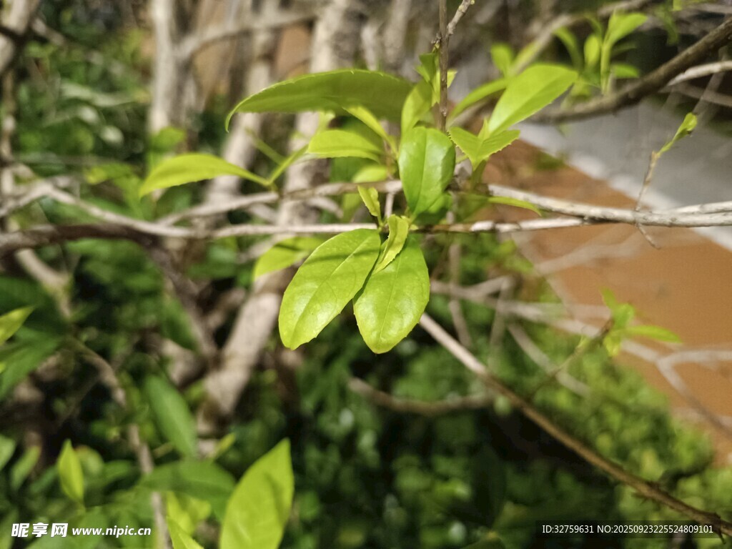 嫩綠新葉綻于枝頭