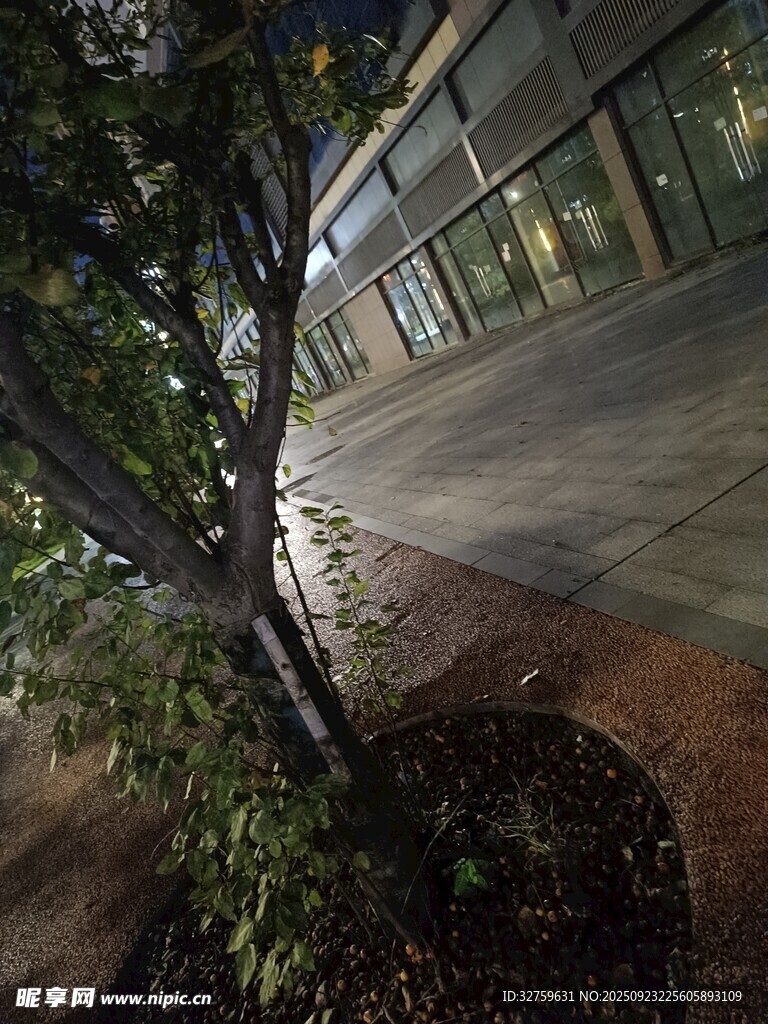 夜晚街道旁的綠植景觀
