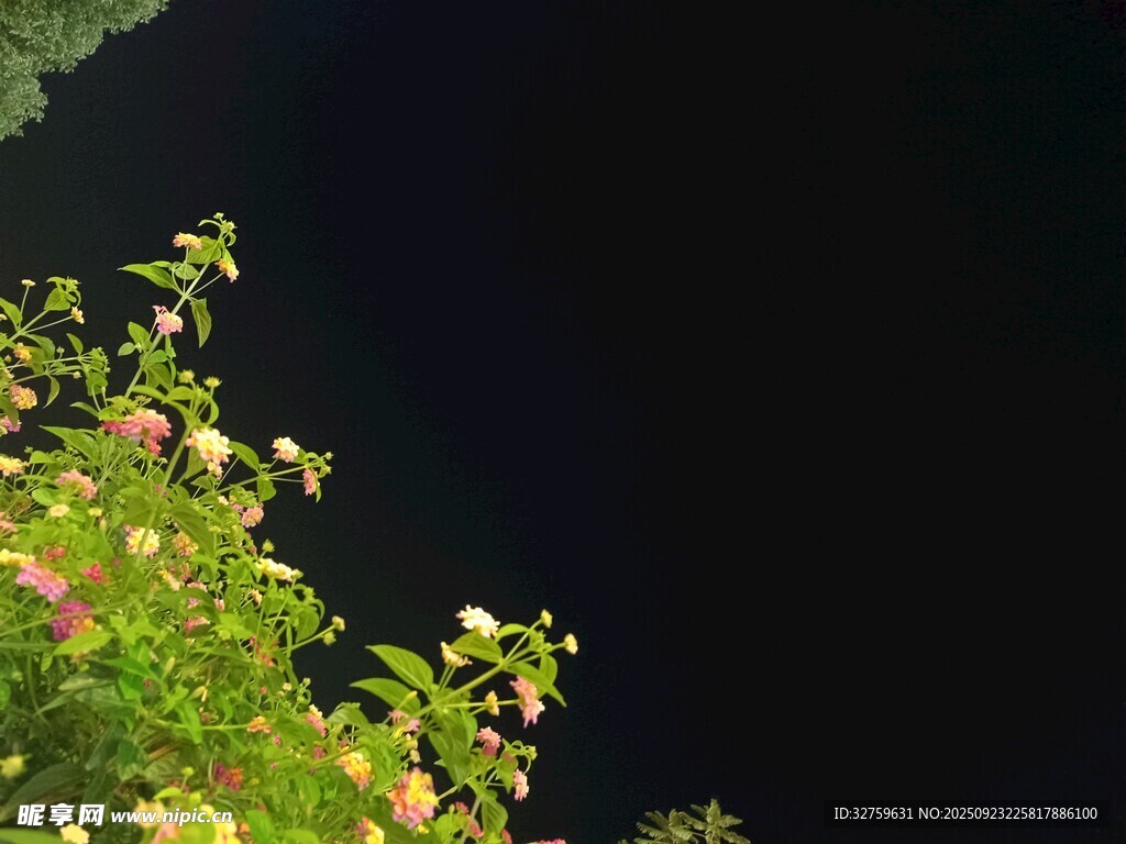 夜空中的繁茂花枝
