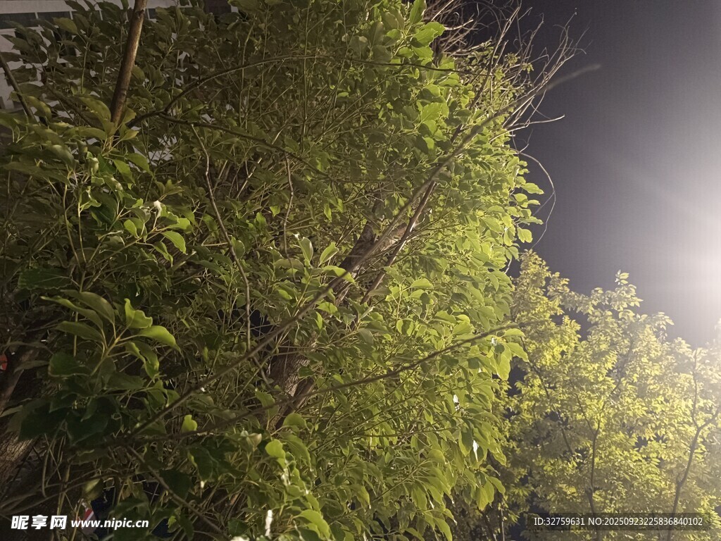 夜幕下的蔥郁樹林