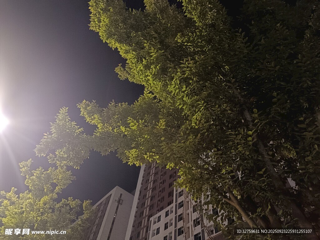 夜晚樹影下的城市景象