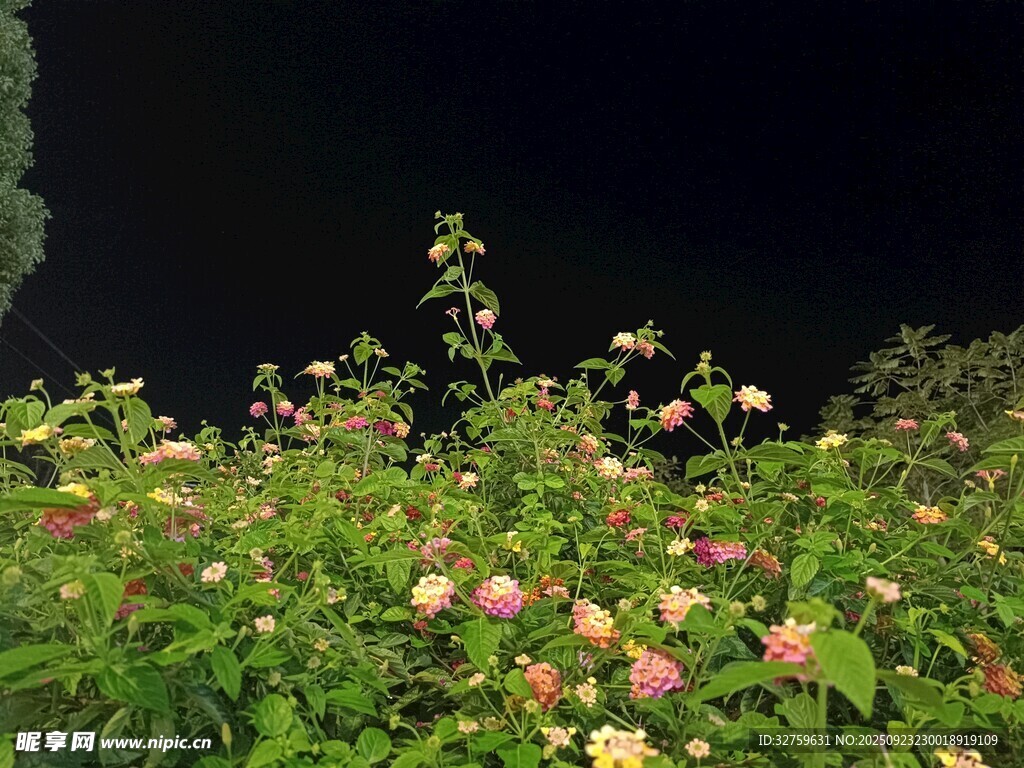 夜下繁花綻放