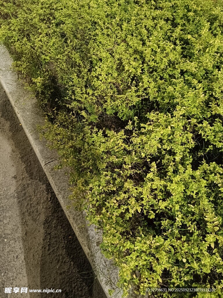 墻邊翠綠植物生機盎然