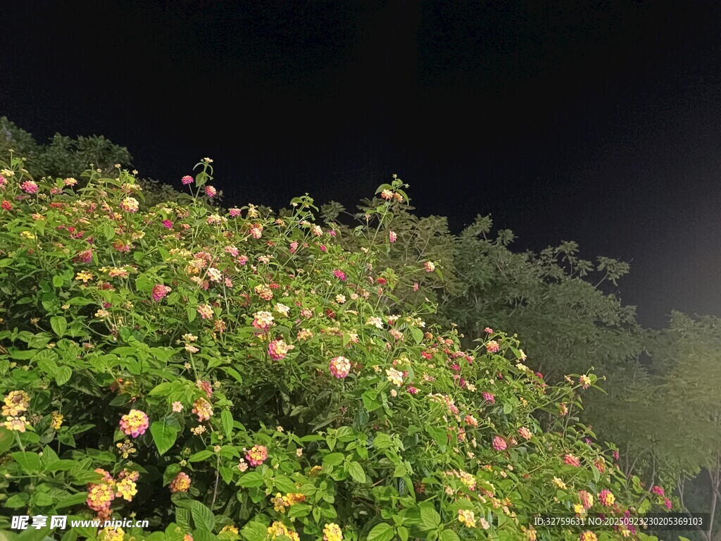 夜幕下綻放的絢爛花叢