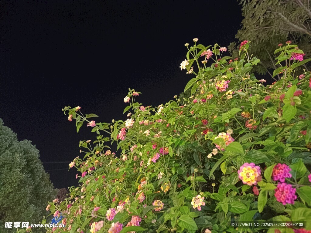 夜下繁花綻放