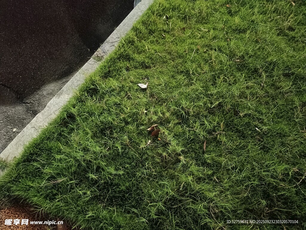 翠綠草坪一角