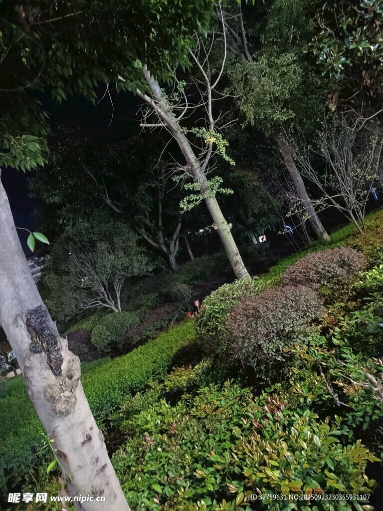 夜晚綠植景觀