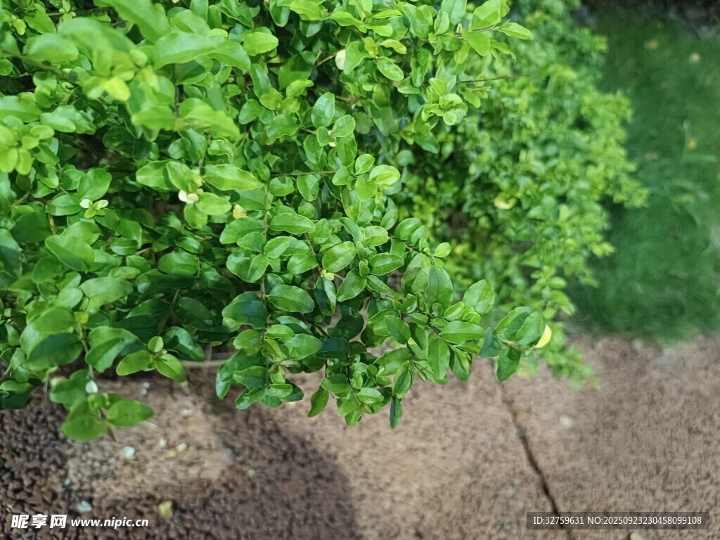 翠綠繁茂的戶外綠植景觀