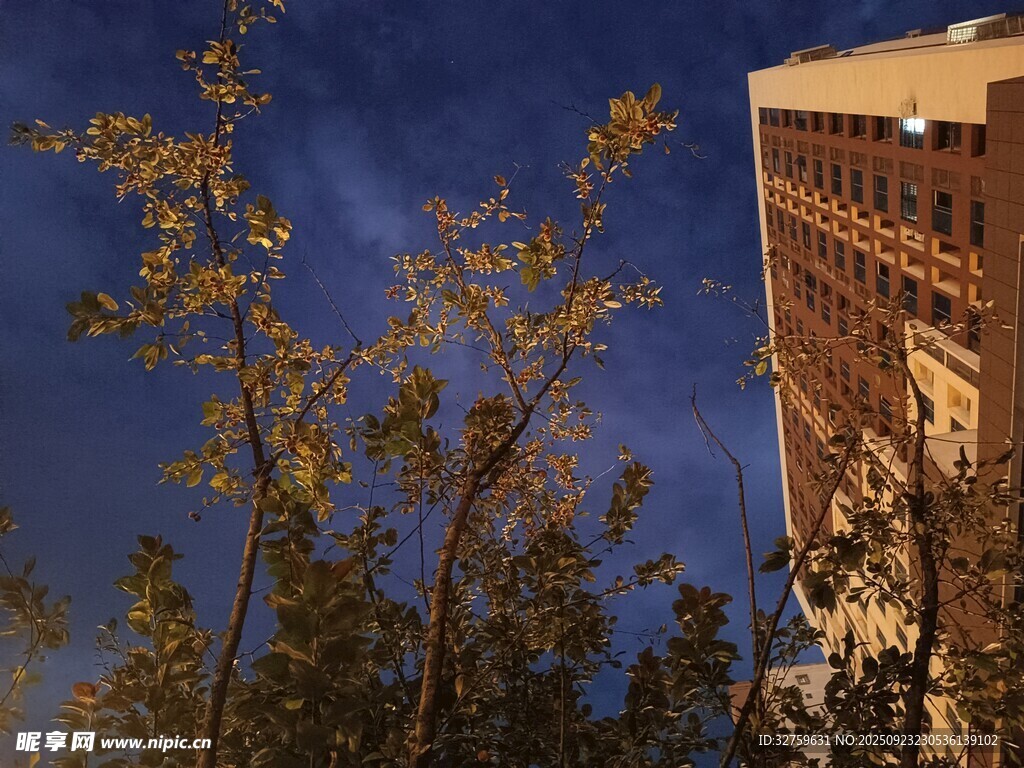 夜幕下的樹木與高樓