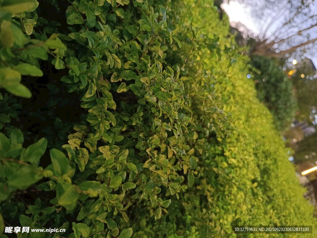 翠綠繁茂的爬墻綠植