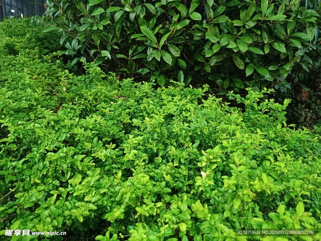 翠綠繁茂的綠植景觀