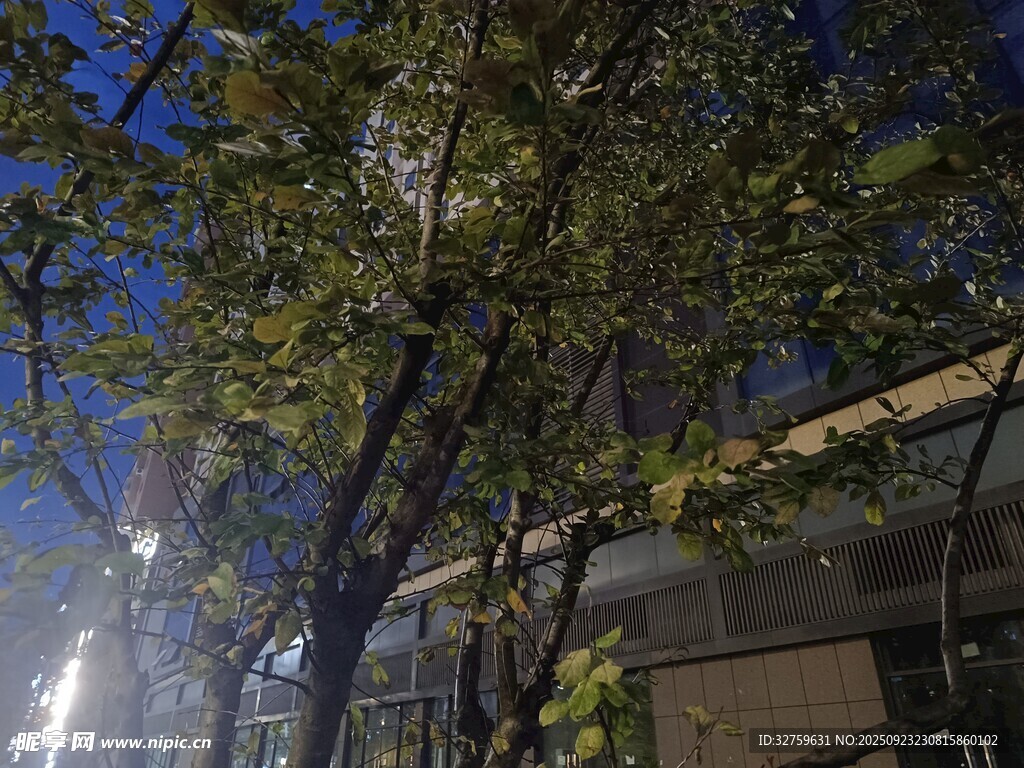 夜幕下的樹木與城市燈光