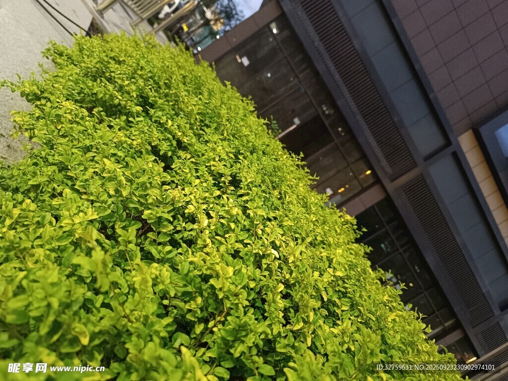 翠綠繁茂的戶外綠植景觀