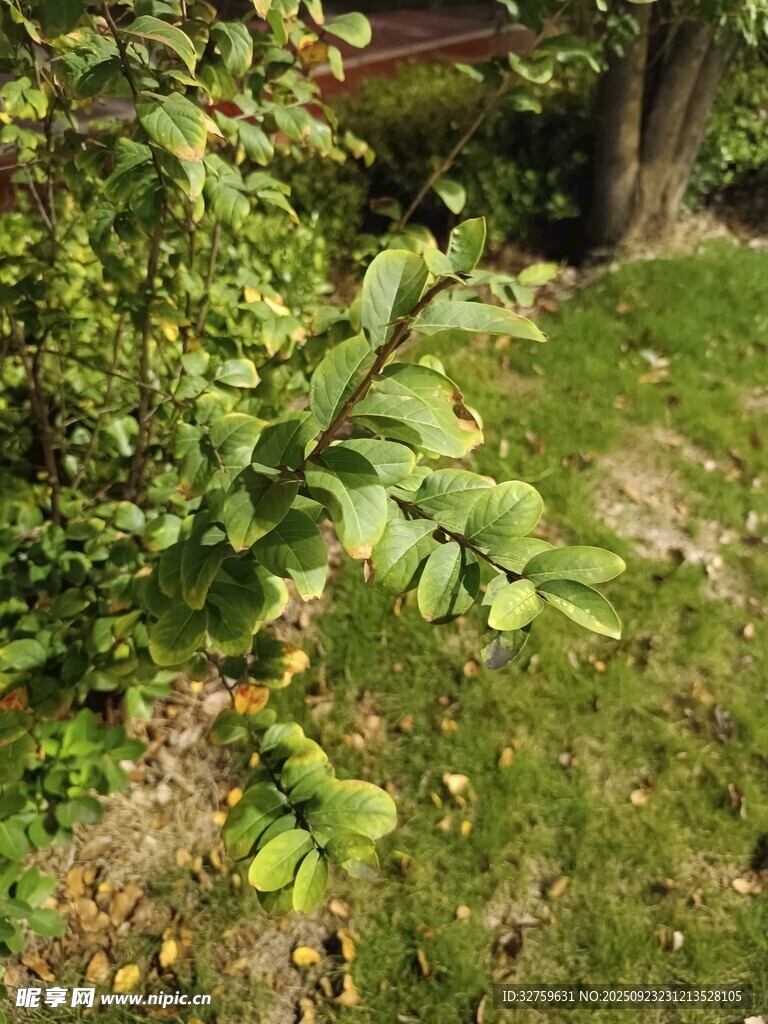 綠葉繁茂的庭院一角