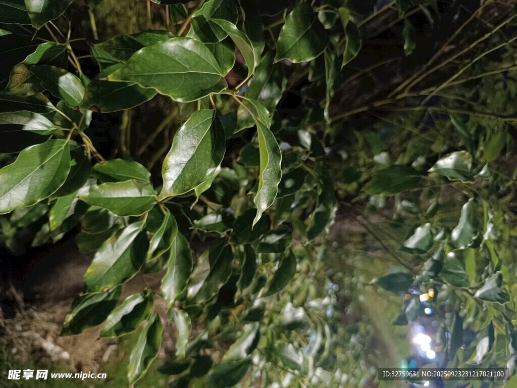 茂密綠葉的繁茂植物景象