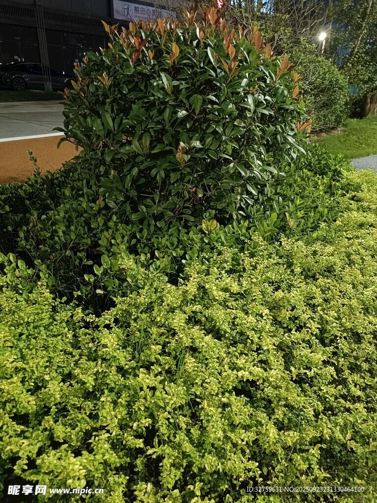 夜間綠植景觀