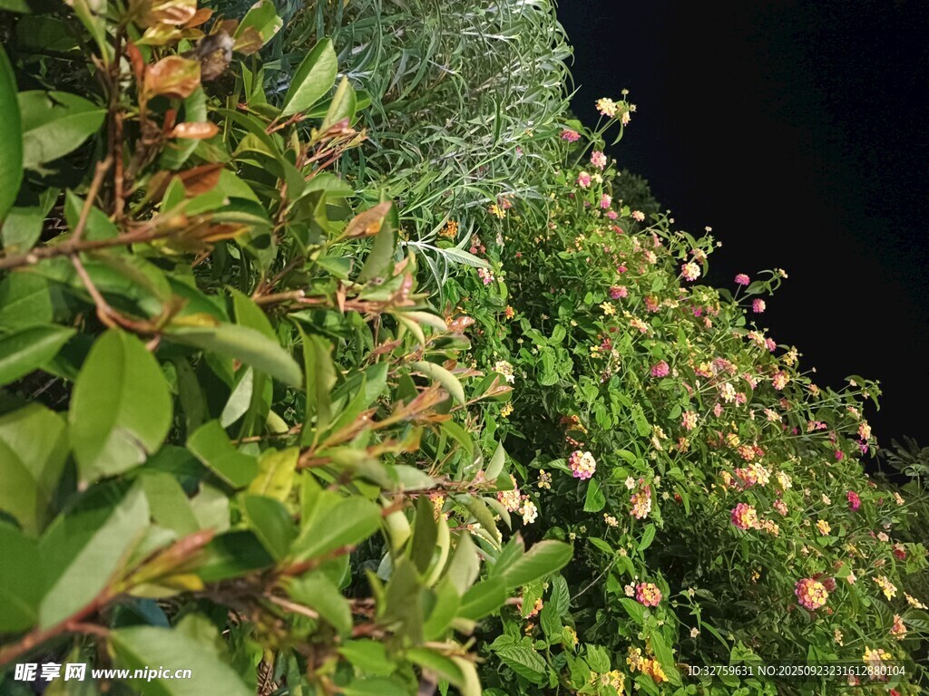 夜間綠植景觀